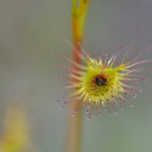 Drosera auriculata at Wamboin, NSW - 20 Sep 2021