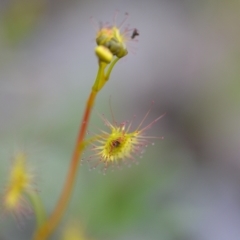 Drosera auriculata at Wamboin, NSW - 20 Sep 2021 07:54 PM