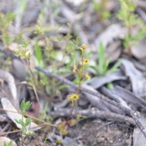 Drosera auriculata at Wamboin, NSW - 20 Sep 2021