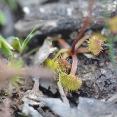 Drosera auriculata at Wamboin, NSW - 20 Sep 2021 07:54 PM