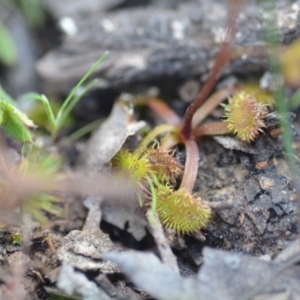 Drosera auriculata at Wamboin, NSW - 20 Sep 2021