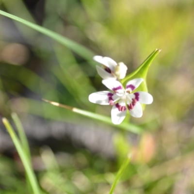 Wurmbea dioica subsp. dioica (Early Nancy) at Wamboin, NSW - 20 Sep 2021 by natureguy