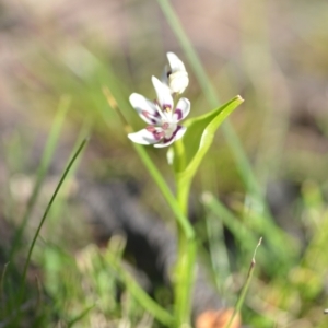 Wurmbea dioica subsp. dioica at Wamboin, NSW - 20 Sep 2021