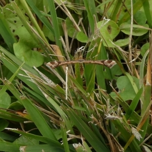 Sinpunctiptilia emissalis at Charleys Forest, NSW - suppressed