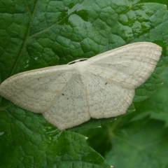 Scopula perlata (Cream Wave) at Charleys Forest, NSW - 27 Mar 2023 by arjay