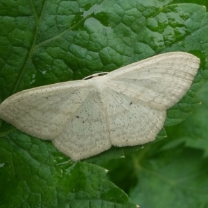 Scopula perlata at Charleys Forest, NSW - suppressed