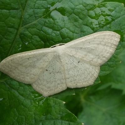 Scopula perlata (Cream Wave) at QPRC LGA - 27 Mar 2023 by arjay