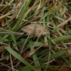 Scopula rubraria (Reddish Wave, Plantain Moth) at Charleys Forest, NSW - 27 Mar 2023 by arjay
