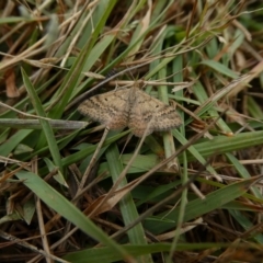 Scopula rubraria (Reddish Wave, Plantain Moth) at Charleys Forest, NSW - 26 Mar 2023 by arjay