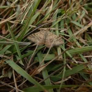 Scopula rubraria at Charleys Forest, NSW - 27 Mar 2023