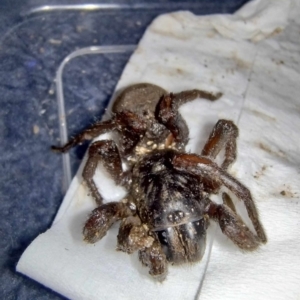 Stanwellia sp. (genus) at Warrnambool, VIC - suppressed