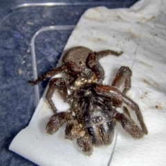 Unidentified Spider (Araneae) at Warrnambool, VIC - 4 Oct 2023 by MissMac