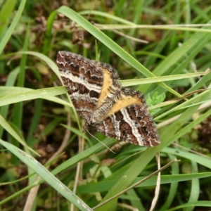 Chrysolarentia vicissata at Charleys Forest, NSW - suppressed