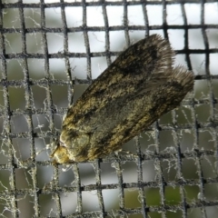 Hofmannophila pseudospretella (Brown House Moth) at Mongarlowe River - 11 Mar 2023 by arjay