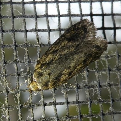 Hofmannophila pseudospretella (Brown House Moth) at Charleys Forest, NSW - 11 Mar 2023 by arjay