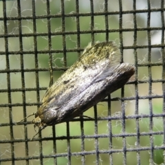 Hofmannophila pseudospretella at Charleys Forest, NSW - 11 Mar 2023