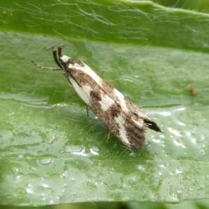 Epithymema incomposita at Charleys Forest, NSW - 11 Mar 2023