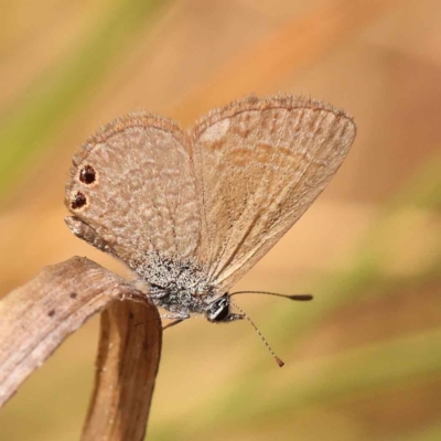 Nacaduba biocellata (Two-spotted Line-Blue) at O'Connor, ACT - 2 Oct 2023 by ConBoekel