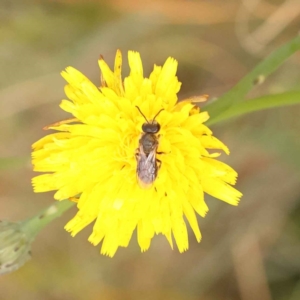 Lasioglossum (Chilalictus) lanarium at O'Connor, ACT - 3 Oct 2023 10:10 AM