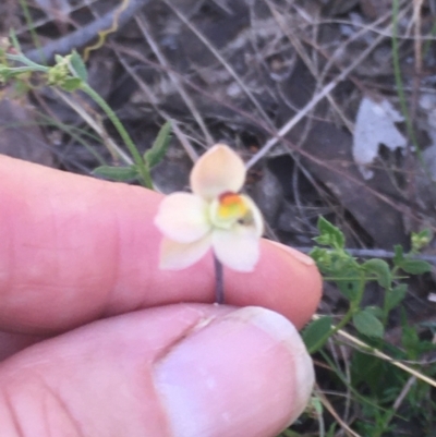 Thelymitra rubra (Salmon Sun Orchid) at Burra Creek, NSW - 2 Oct 2023 by SuePolsen