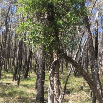 Billardiera scandens (Hairy Apple Berry) at Burra Creek, NSW - 2 Oct 2023 by SuePolsen