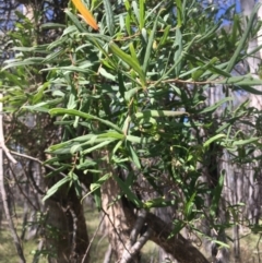 Billardiera scandens at Burra Creek, NSW - 2 Oct 2023