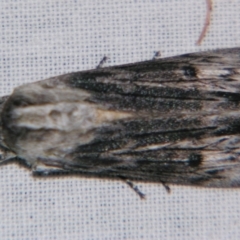 Capusa (genus) (Wedge moth) at Sheldon, QLD - 1 Sep 2007 by PJH123