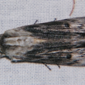 Capusa (genus) at Sheldon, QLD - suppressed