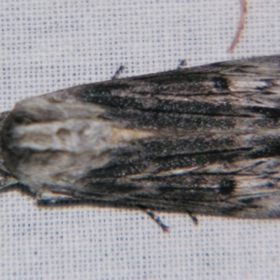 Capusa (genus) (Wedge moth) at Sheldon, QLD - 31 Aug 2007 by PJH123