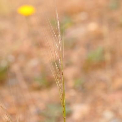 Austrostipa scabra (Corkscrew Grass, Slender Speargrass) at Caladenia Forest, O'Connor - 2 Oct 2023 by ConBoekel