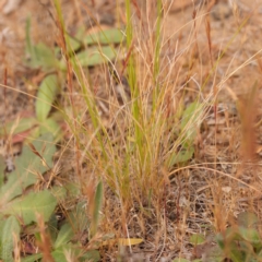 Austrostipa scabra at O'Connor, ACT - 3 Oct 2023 10:11 AM