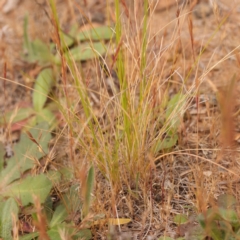 Austrostipa scabra at O'Connor, ACT - 3 Oct 2023