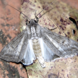 Capusa senilis at Sheldon, QLD - 31 Aug 2007 10:29 PM