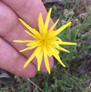 Microseris walteri at Burra Creek, NSW - 2 Oct 2023