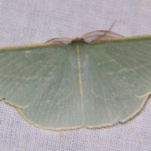 Chlorocoma carenaria at Sheldon, QLD - suppressed