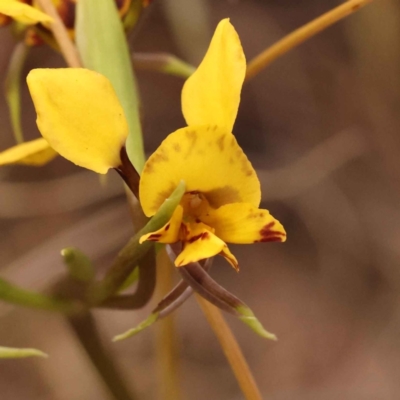 Diuris nigromontana (Black Mountain Leopard Orchid) at Caladenia Forest, O'Connor - 2 Oct 2023 by ConBoekel