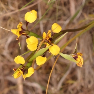 Diuris nigromontana at O'Connor, ACT - suppressed