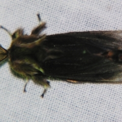 Clania ignobilis (Faggot Case Moth) at Sheldon, QLD - 31 Aug 2007 by PJH123