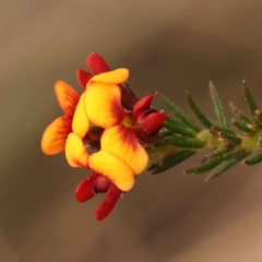 Dillwynia phylicoides (A Parrot-pea) at O'Connor, ACT - 3 Oct 2023 by ConBoekel