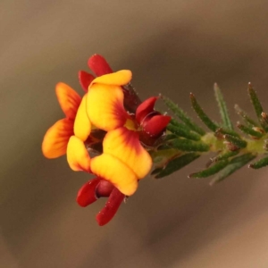 Dillwynia phylicoides at O'Connor, ACT - 3 Oct 2023