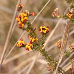 Dillwynia phylicoides at O'Connor, ACT - 3 Oct 2023