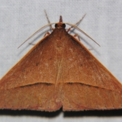 Epidesmia chilonaria (Golden-winged Epidesmia) at Sheldon, QLD - 1 Sep 2007 by PJH123