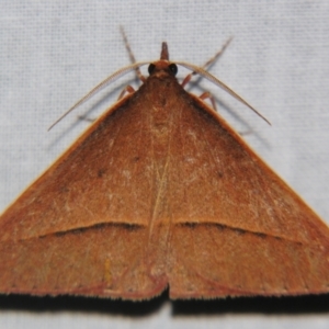 Epidesmia chilonaria at Sheldon, QLD - suppressed