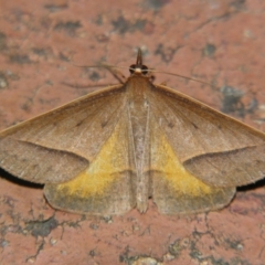 Epidesmia chilonaria (Golden-winged Epidesmia) at Sheldon, QLD - 31 Aug 2007 by PJH123