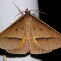 Epidesmia chilonaria at Sheldon, QLD - suppressed