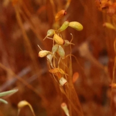 Unidentified Moss, Liverwort or Hornwort at O'Connor, ACT - 3 Oct 2023 by ConBoekel