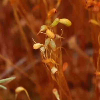 Unidentified Moss, Liverwort or Hornwort at O'Connor, ACT - 2 Oct 2023 by ConBoekel