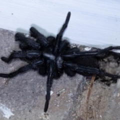 Unidentified Trapdoor, Funnelweb or Mouse spider (Mygalomorphae) at Penrose, NSW - 3 Oct 2023 by Aussiegall