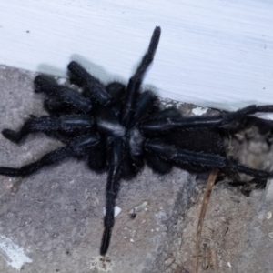 Arbanitis sp. (genus) at Penrose, NSW - suppressed