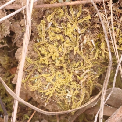 Unverified Moss, Liverwort or Hornwort at O'Connor, ACT - 3 Oct 2023 by ConBoekel